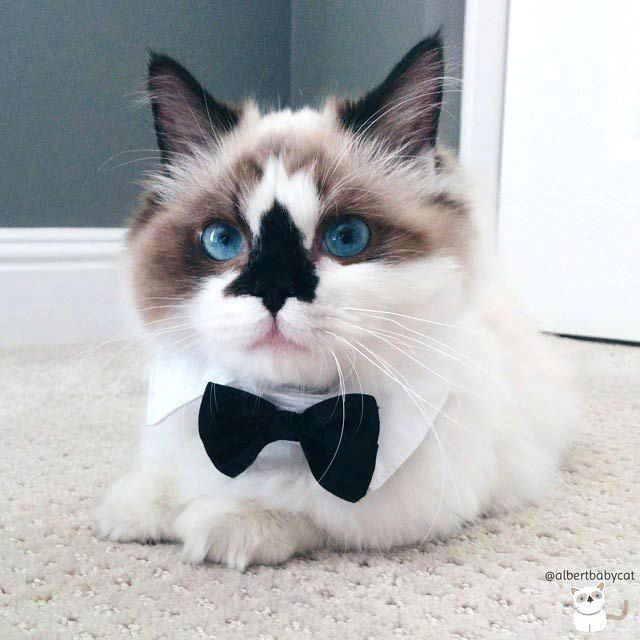 манчкин Альберт, голубоглазый манчкин Альберт, манчкин Альберт поздравляет с Новым годом и Рождеством