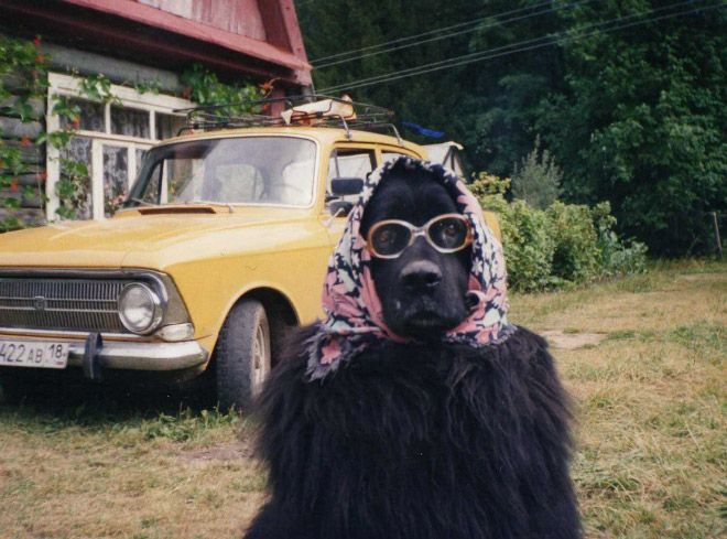 Позитив, юмор, смешные фотографии,прикол