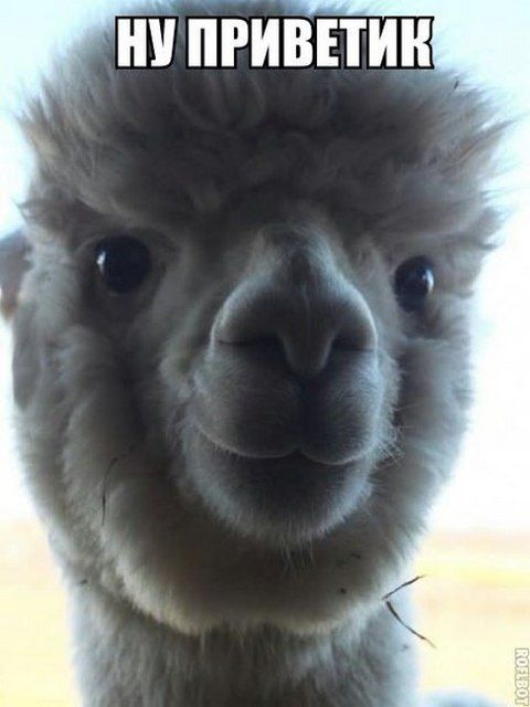 Позитив, юмор, смешные фотографии,прикол