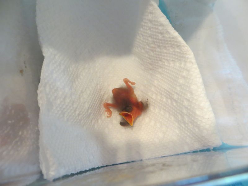 Два брата, нашли, спасли,вырастили, вскормили, найденного, новорожденного, птенца, воробья, певчая пица