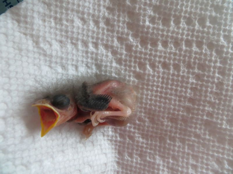 Два брата, нашли, спасли,вырастили, вскормили, найденного, новорожденного, птенца, воробья, певчая пица