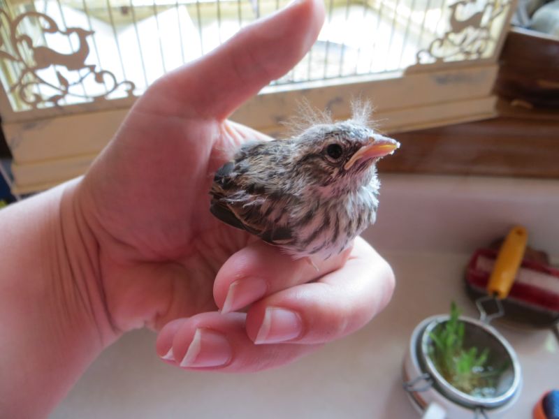 Два брата, нашли, спасли,вырастили, вскормили, найденного, новорожденного, птенца, воробья, певчая пица