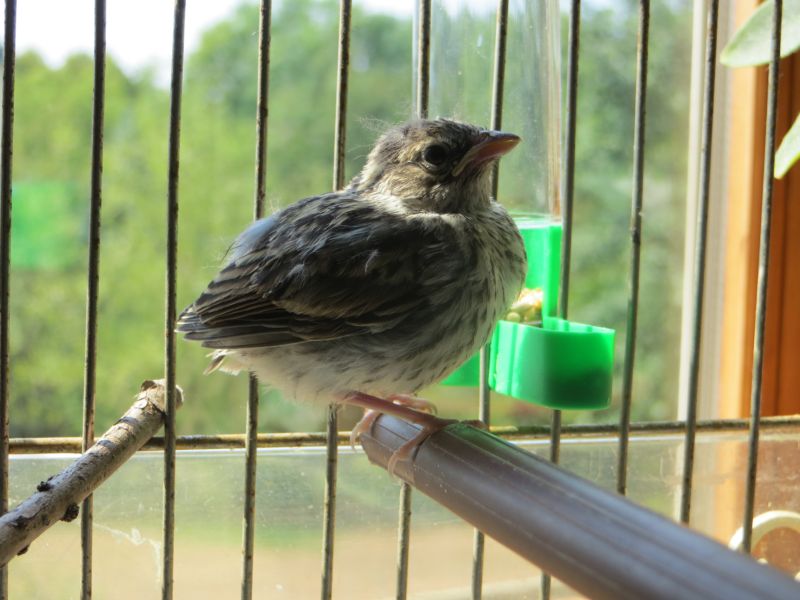 Два брата, нашли, спасли,вырастили, вскормили, найденного, новорожденного, птенца, воробья, певчая пица