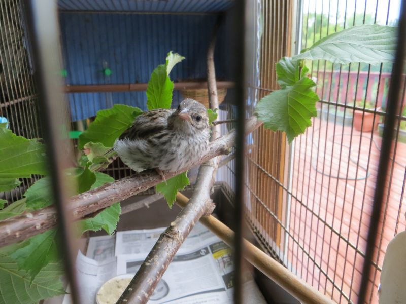 Два брата, нашли, спасли,вырастили, вскормили, найденного, новорожденного, птенца, воробья, певчая пица