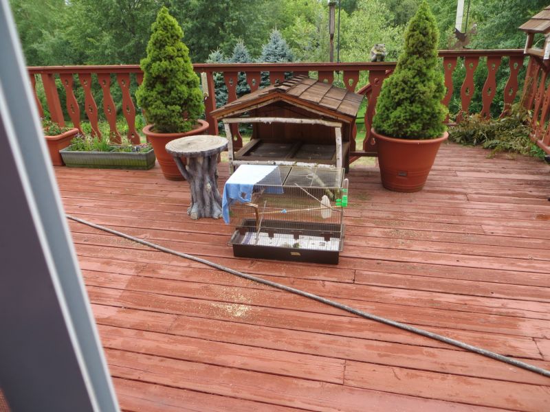 Два брата, нашли, спасли,вырастили, вскормили, найденного, новорожденного, птенца, воробья, певчая пица