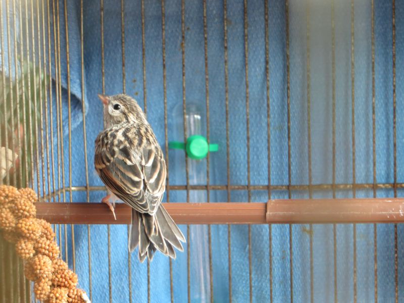 Два брата, нашли, спасли,вырастили, вскормили, найденного, новорожденного, птенца, воробья, певчая пица