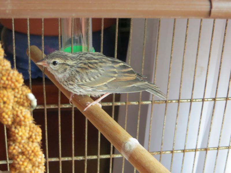 Два брата, нашли, спасли,вырастили, вскормили, найденного, новорожденного, птенца, воробья, певчая пица