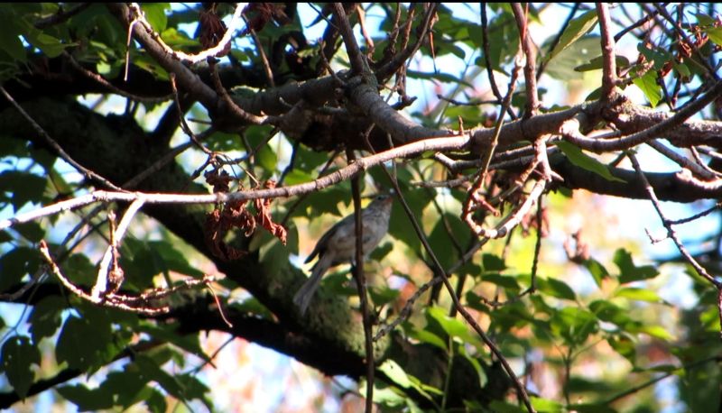 Два брата, нашли, спасли,вырастили, вскормили, найденного, новорожденного, птенца, воробья, певчая пица