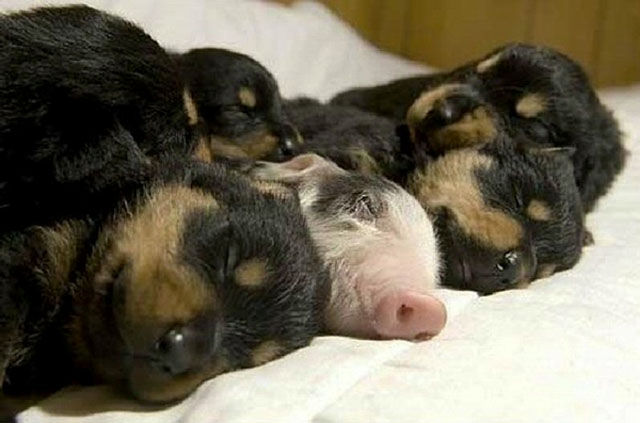 С этими фотографиями что-то не так.. Смешные фото, фото с сюрпризом