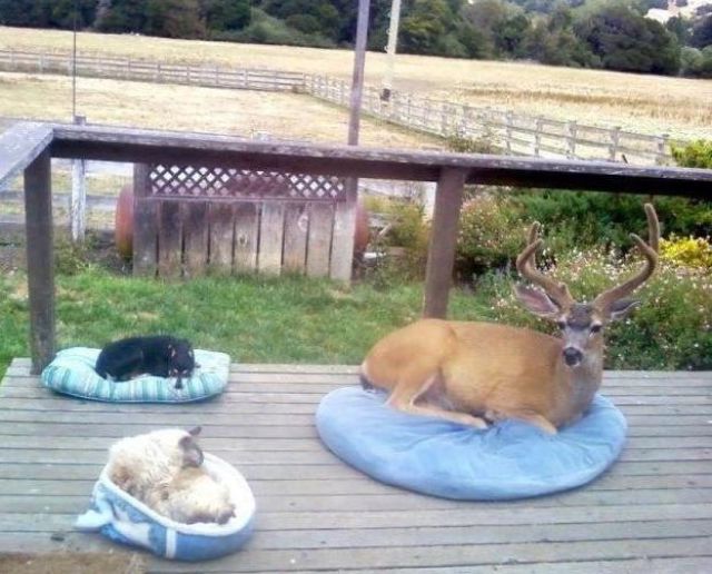 С этими фотографиями что-то не так.. Смешные фото, фото с сюрпризом