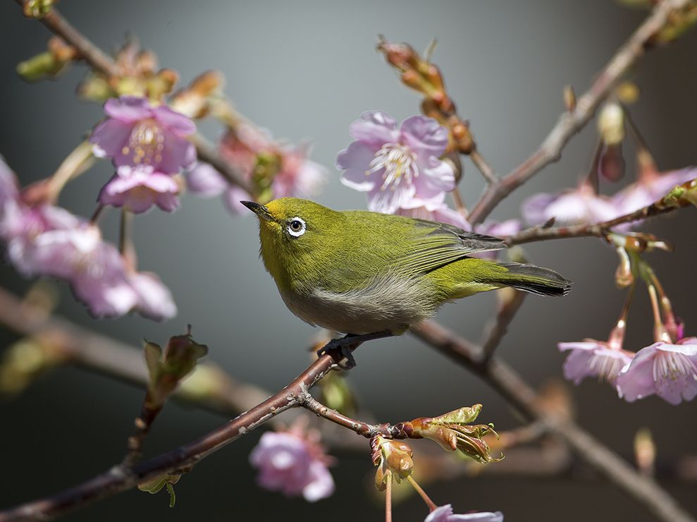 National Geographic за апрель 2014
