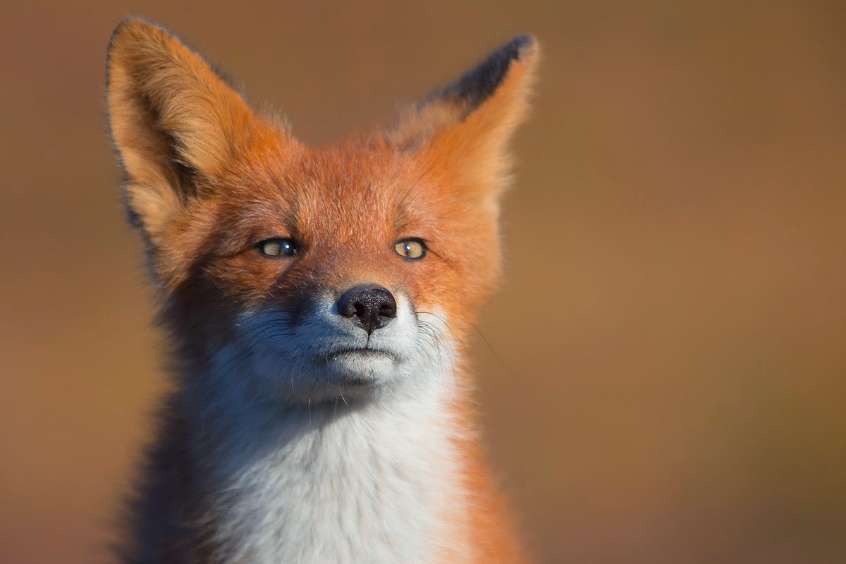 National Geographic за апрель 2014