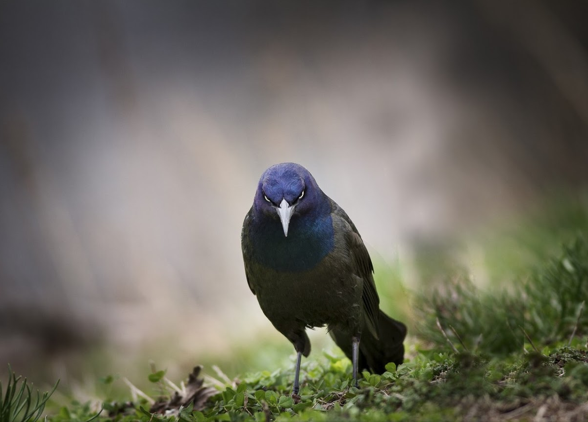 National Geographic за апрель 2014