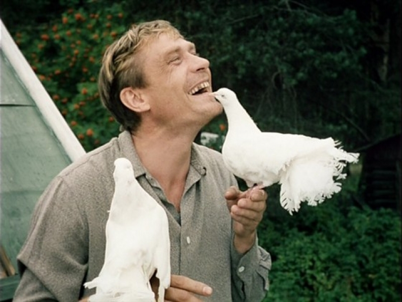 Любовь и голуби, факты о любовь и голуби, архивные редкие кадры любовь и голуби 