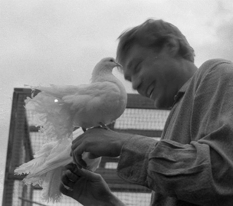 Любовь и голуби, факты о любовь и голуби, архивные редкие кадры любовь и голуби 