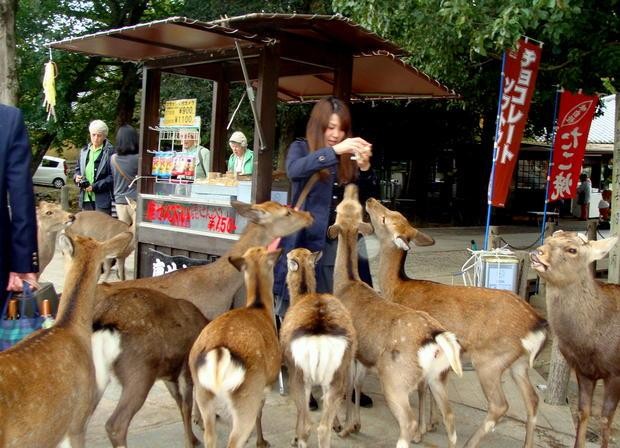 олени пришли в Нара, сотни оленей в Нара, олени заполонили город