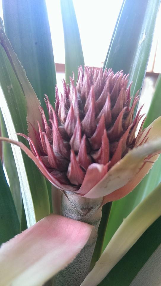 ананас в домашних условиях, вырастить ананас дома