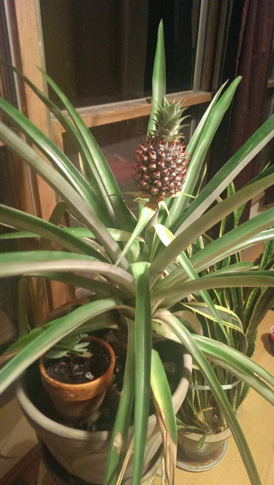 Как растет ананас в домашних условиях фото