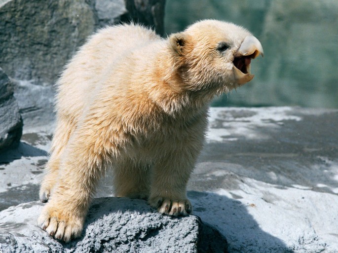 медведи с клювами, медведи клюв