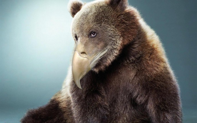 медведи с клювами, медведи клюв