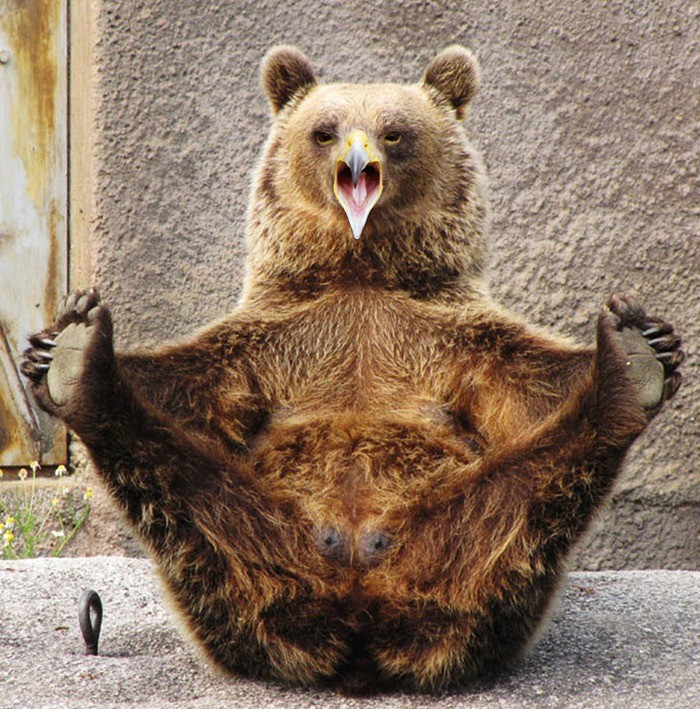 медведи с клювами, медведи клюв