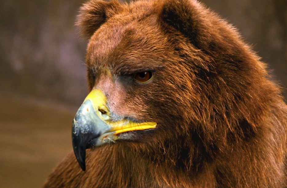 медведи с клювами, медведи клюв