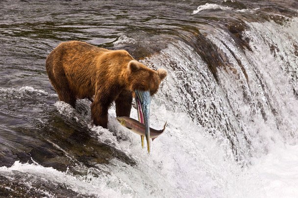 медведи с клювами, медведи клюв