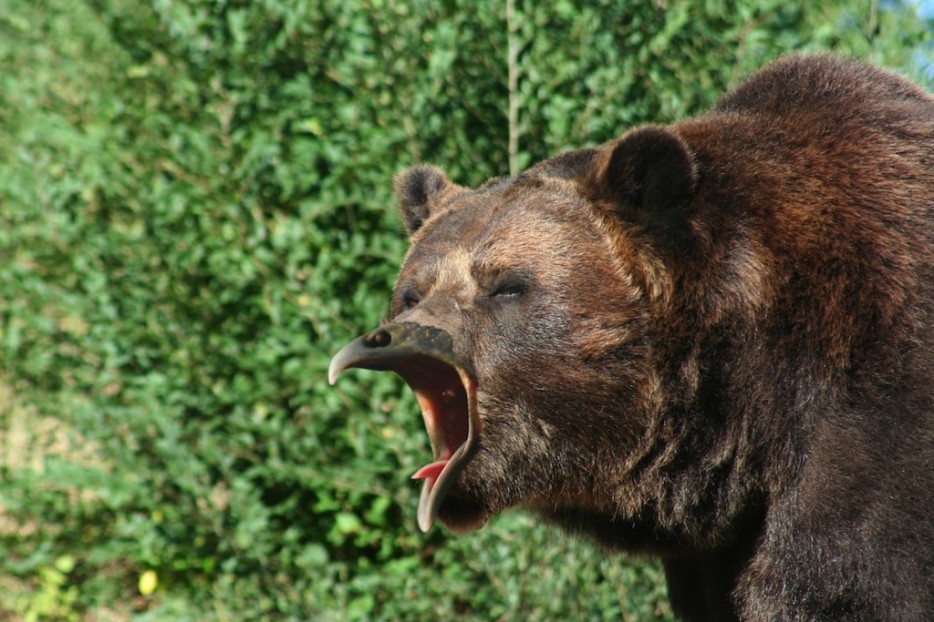 медведи с клювами, медведи клюв