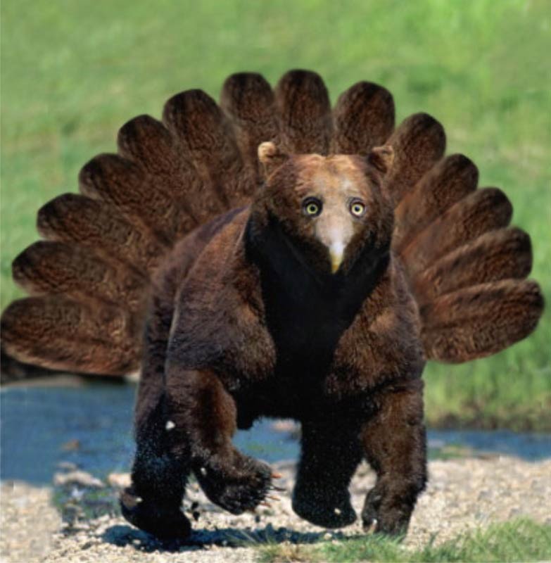 медведи с клювами, медведи клюв