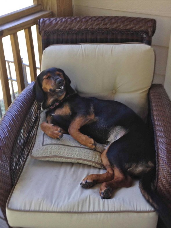 собака чихает,животные, смешное