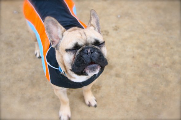 собака чихает,животные, смешное