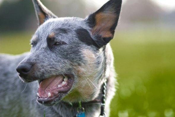 собака чихает,животные, смешное