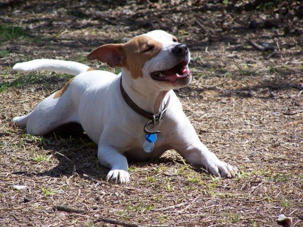 собака чихает,животные, смешное