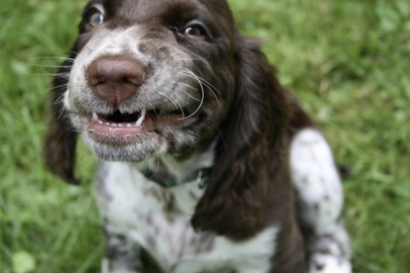 собака чихает,животные, смешное