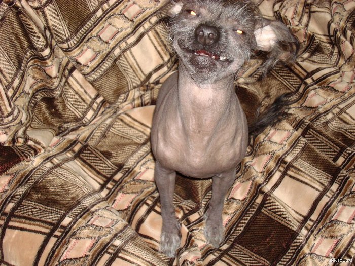 собака чихает,животные, смешное