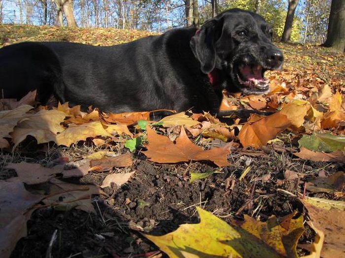 собака чихает,животные, смешное