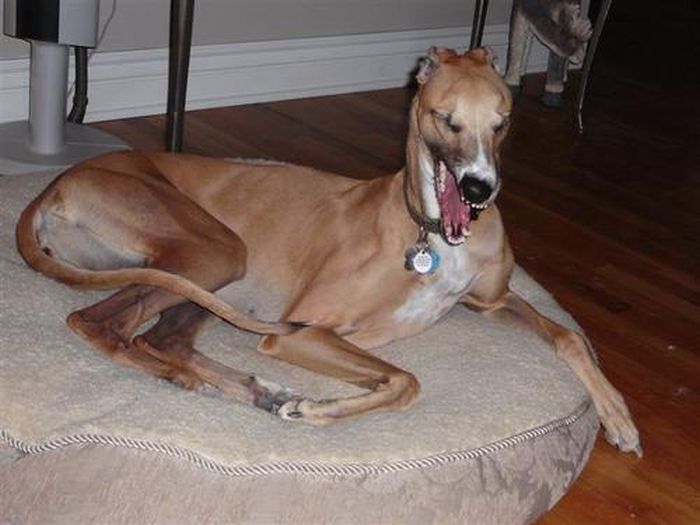 собака чихает,животные, смешное