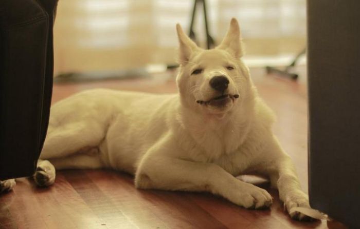 собака чихает,животные, смешное