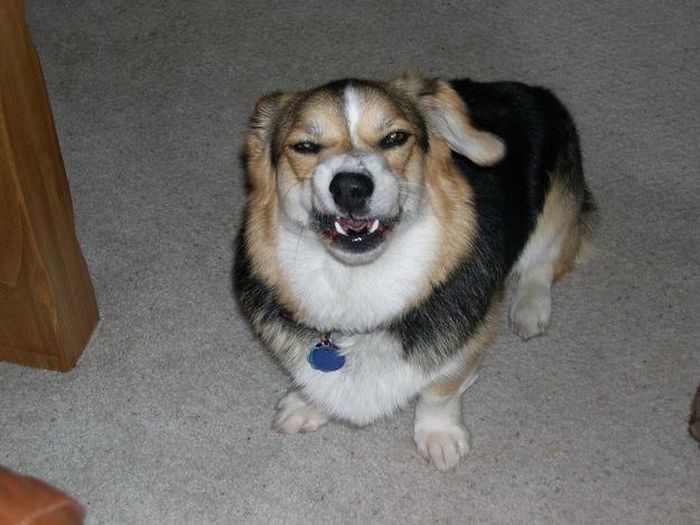 собака чихает,животные, смешное