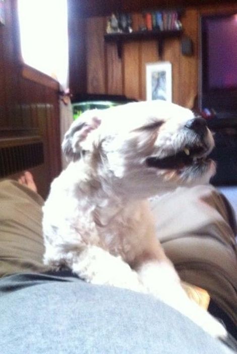 собака чихает,животные, смешное