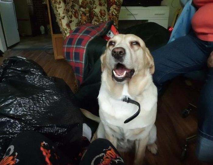 собака чихает,животные, смешное