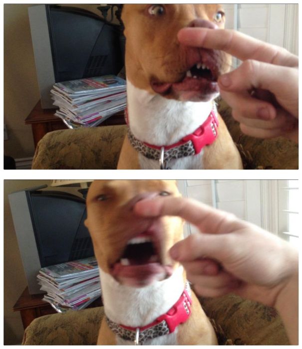 собака чихает,животные, смешное