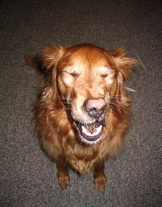 собака чихает,животные, смешное