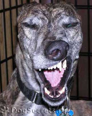 собака чихает,животные, смешное