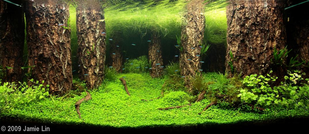 Aquascaping, ландшафт, дизайн, аквариум