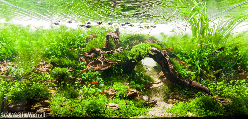 Aquascaping, ландшафт, дизайн, аквариум