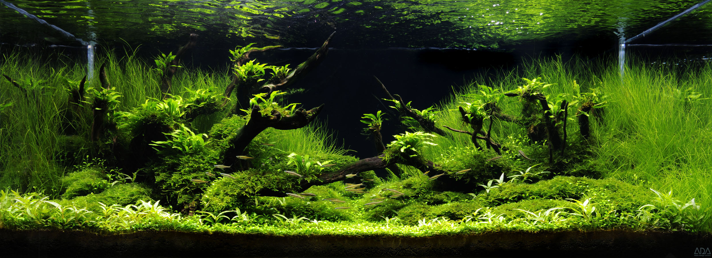 Aquascaping, ландшафт, дизайн, аквариум