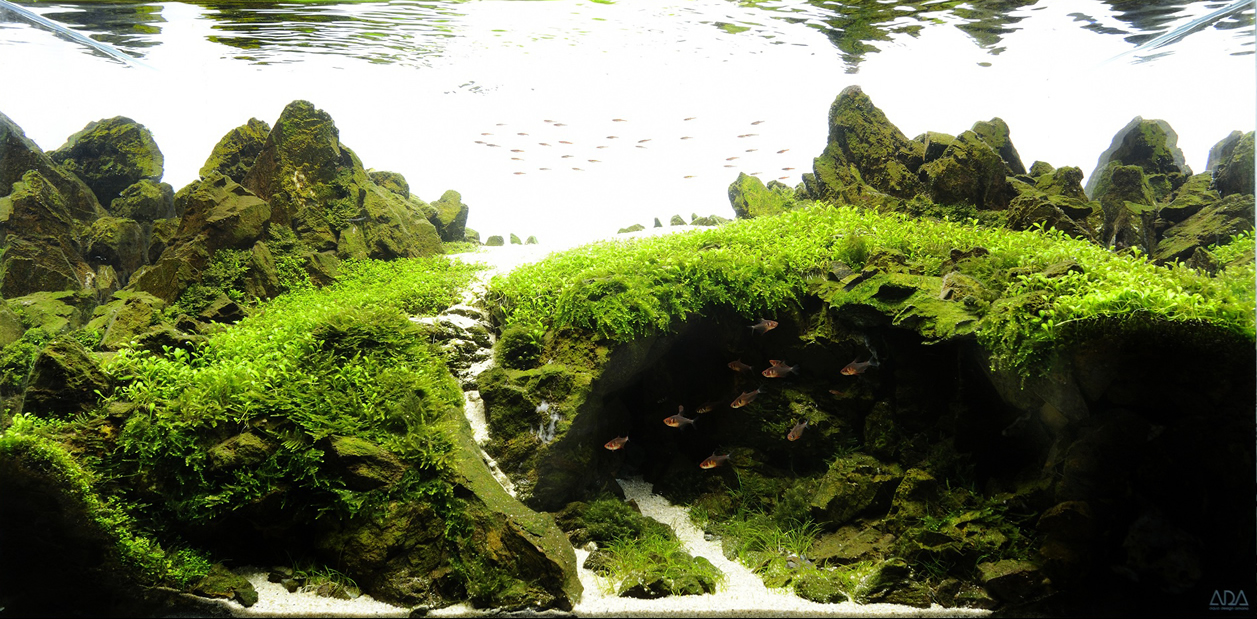 Aquascaping, ландшафт, дизайн, аквариум