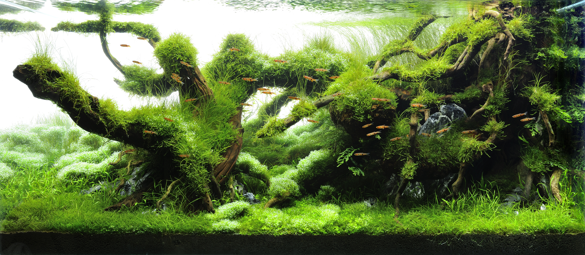 Aquascaping, ландшафт, дизайн, аквариум