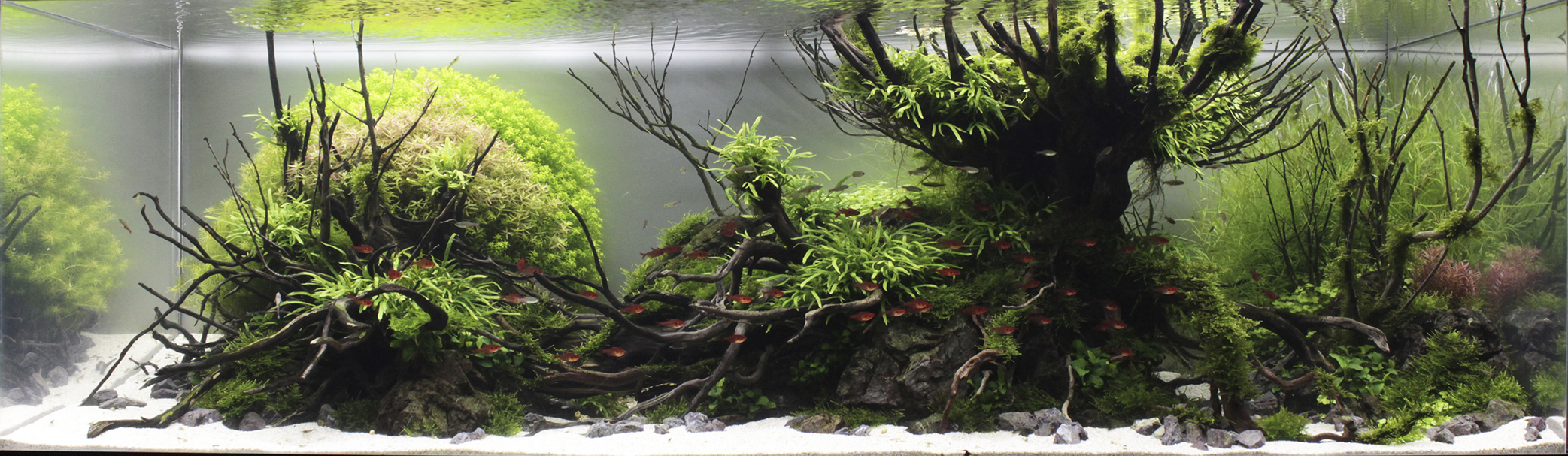 Aquascaping, ландшафт, дизайн, аквариум